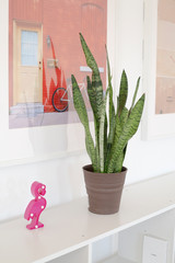 flamingo snake plant