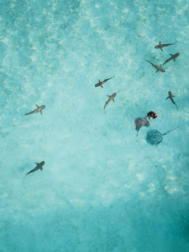 Aerial view of a diver feeding mantas and sharks in the transparent sea of Moorea Island in French Polynesia.