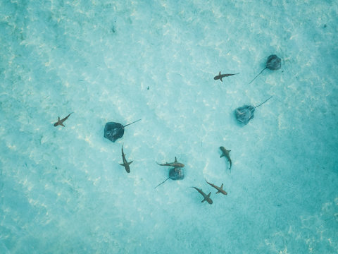 Aerial view of mantas and sharks swimming in the transparent sea of Moorea Island in French Polynesia.