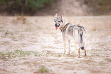 Tschechoslowakischer Wolfhund in der Natur