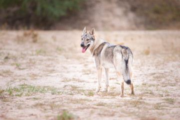 Fototapeta na wymiar Tschechoslowakischer Wolfhund in der Natur