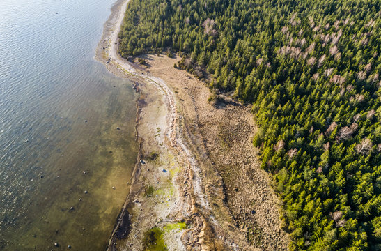 Aerial scenic view of algae beach surrounded by forest on the island of Vormsi, Estonia