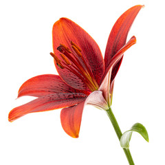 Beautiful flower of asian lily, isolated on white background - obrazy, fototapety, plakaty