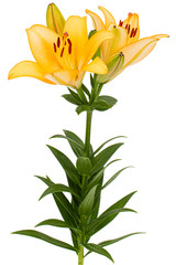 Flower of yellow lily, isolated on white background