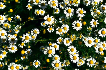 Chamomile wild field. Background. Sunny day..