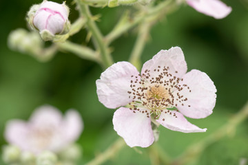 Obraz premium Blackberry pale pink flower and a bud close-up