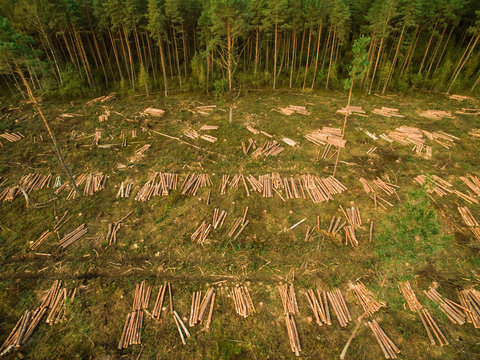 Aerial view of a logging in Estonia.