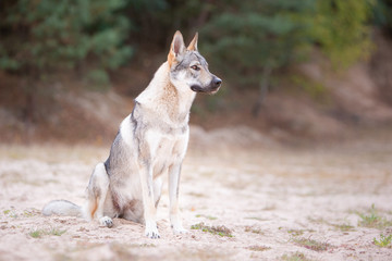 Tschechoslowakischer Wolfhund in der Natur