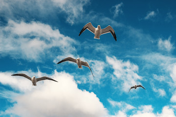 seagull flying in the blue sky