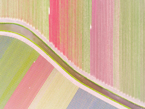 Aerial photography of  colorful tulips fields in Voorhout, Zuid-holland, the Netherlands.
