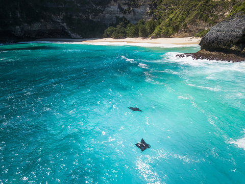 Aerial view of two mantarays off Island Nusa Penida, Indonesia.