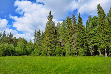 Fototapeta na wymiar Summer meadow landscape with green grass and wild flowers on the background of a coniferous forest and blue sky.