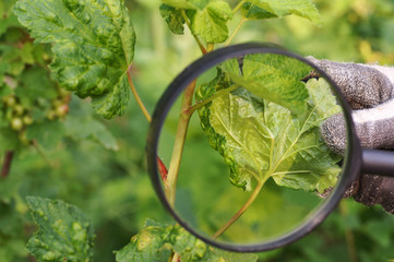 The gardener watches through the magnifying glass the damage to the plant. Currant leaves damaged...