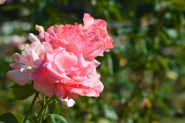 Thomasville rose garden  0207