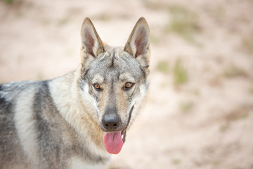 Tschechoslowakischer Wolfshund in der Natur