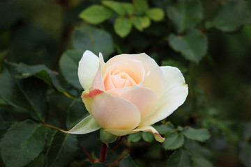 hell rosa Rose