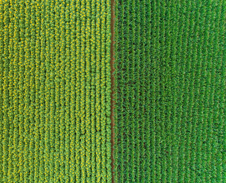 Aerial view of rows of sunflower and corn in fields.