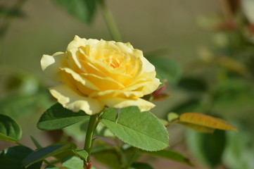 Thomasville rose garden