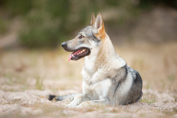 Tschechoslowakischer Wolfshund in der Natur