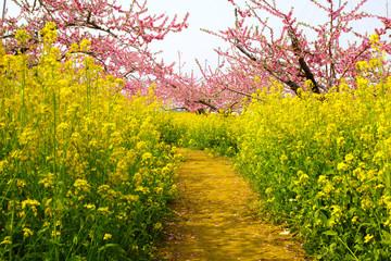 桃と菜の花と道