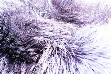 Background of natural fur.