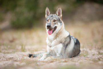 Tschechoslowakischer Wolfshund in der Natur