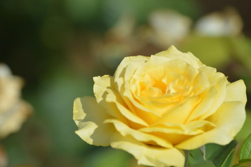 Thoomasville rose garden 0209