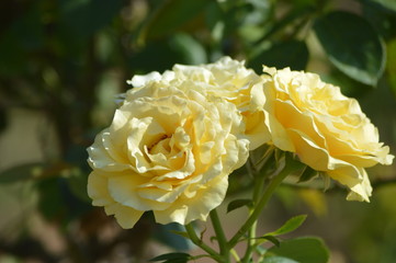 Thomasville rose garden 0210