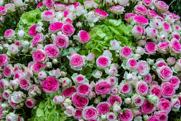 Naklejka premium Strauß mit weiß rosa Rosen