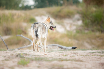 Tschechoslowakischer Wolfshund in der Natur