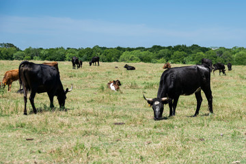 Black Bull  and Cow with White Horns Grazing in Pasture