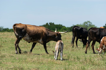 Brown and White Cow with Long Horns Walking by Calf