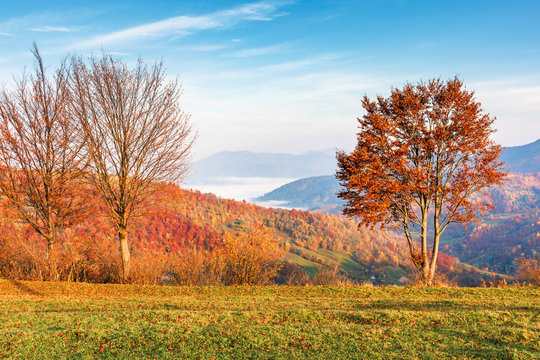 beech tree on the edge on a meadow in mountains. beautiful autumn landscape. trees in lush red foliage. fog in the distant valley. wonderful countryside scenery at sunrise. sunny weather
