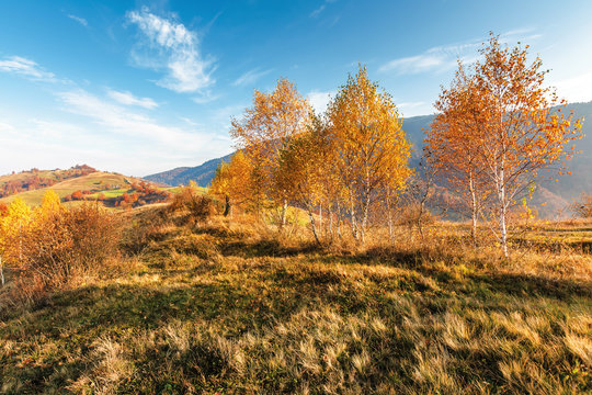 birch trees on the meadow in mountains. beautiful autumn landscape. trees in lush orange foliage. village on the distant hill. wonderful countryside scenery at sunrise. sunny weather
