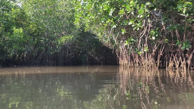 mangrove forest around Kuching and Sarawak River, Borneo Malaysia.