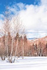 birch forest in winter. leafles plants stay frozen on a snowy meadow. wonderful landscape in mountains on a sunny day with cloudy sky. snow covered peak in the distance. magical beauty of carpathians