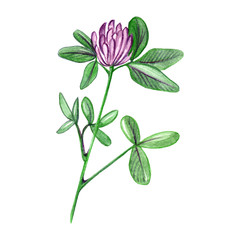 Hand drawn watercolor red clover flower branch illustration isolated on white background.Aquarelle wildflower for  texture, wrapper pattern, frame or border
