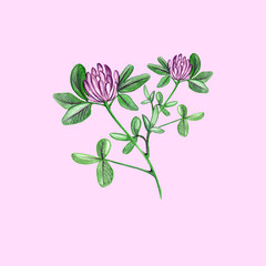 Hand drawn watercolor red clover flower branch illustration isolated on pink background.Aquarelle wildflower for  texture, wrapper pattern, frame or border