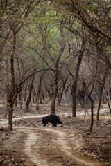 Naklejka premium Sloth bear or Melursus ursinus walking on the road Ranthambore National Park, Rajasthan, India, Asia. Big animal in forest habitat.