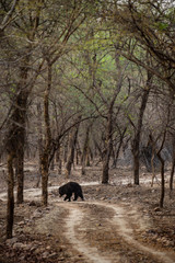 Fototapeta na wymiar Sloth bear or Melursus ursinus walking on the road Ranthambore National Park, Rajasthan, India, Asia. Big animal in forest habitat.
