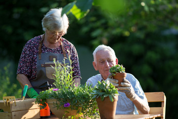 Senior couple potting plants in garden