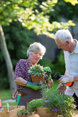 Senior couple potting plants