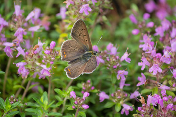 Orange butterfly pollinates flowers on a sunny day. Insects