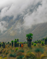 A hiker against a mountain background, Rwenzori Mountains National Park, Uganda