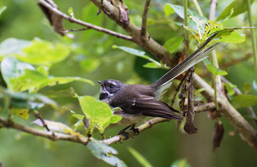 Native New Zealand pied morph adult fantail piwakawaka side portrait natural background