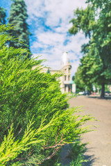 Green Thuja branches against of the city landscape blurred background