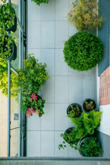 Plants on balcony of loft apartment in the city