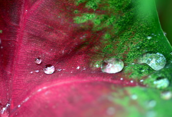 Tropfen auf einem bunten Blatt