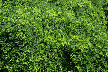 Fototapeta premium background of green leaves,foliage,green, plant, nature, leaf, texture, leaves,garden, summer, fresh, tree, natural,flora, park,
