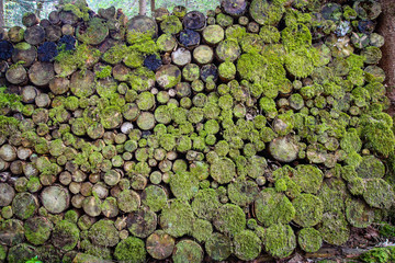 Large wall of old small stacked wooden logs with moss, in the forest, green natural background or texture.